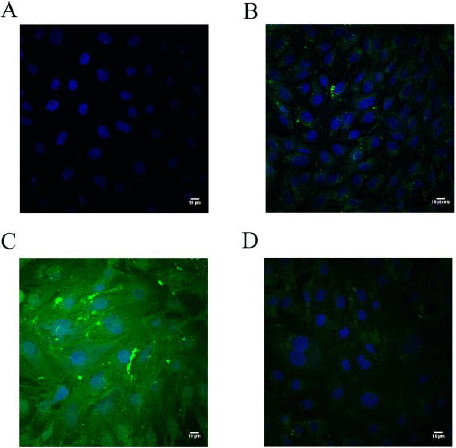 Confocal images of cultured cells with DAPI-stained nuclei in blue and FITC-labeled P188 in green.
