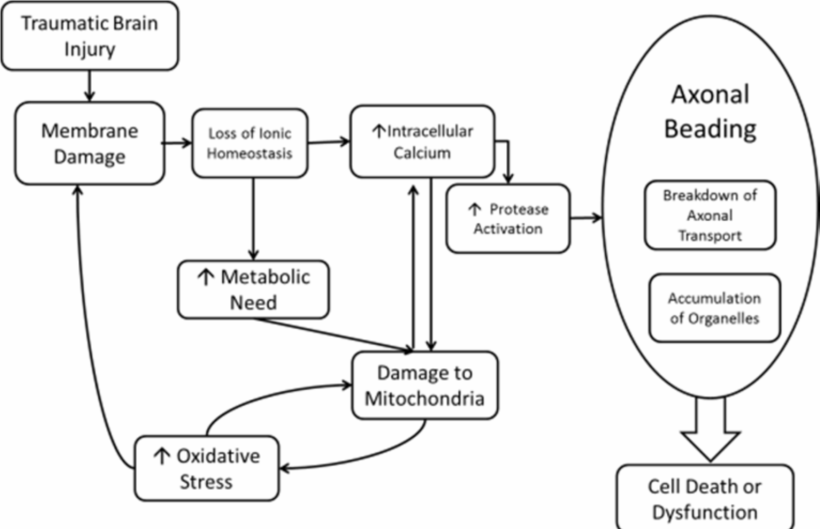 Figure from Investigating sources of axonal calcium in neuronal cultures modeling Traumatic Brain Injury