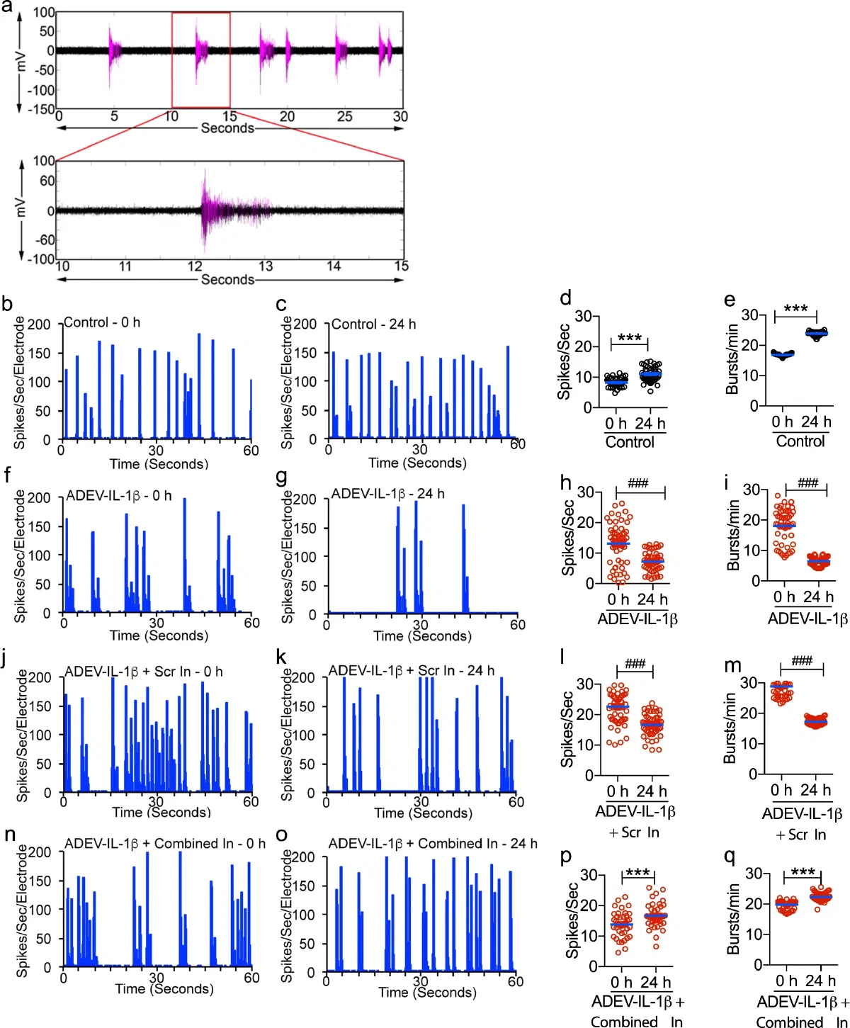 Figure from TNFalpha and IL-1beta modify the miRNA cargo of astrocyte shed extracellular vesicles to regulate neurotrophic signaling in neurons