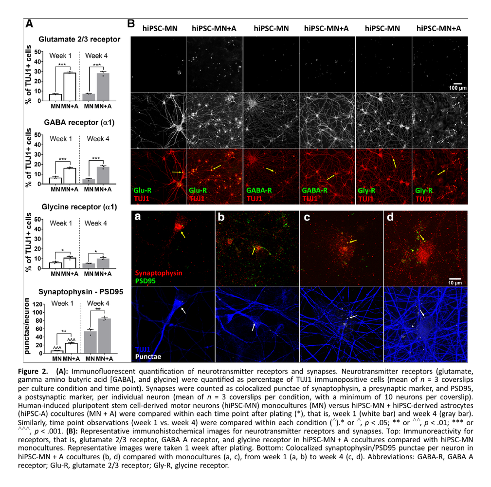 Figure from Role of human-induced pluripotent stem cell-derived spinal cord astrocytes in the functional maturation of motor neurons in a multielectrode array system