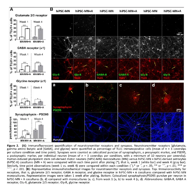 Figure from Role of human-induced pluripotent stem cell-derived spinal cord astrocytes in the functional maturation of motor neurons in a multielectrode array system
