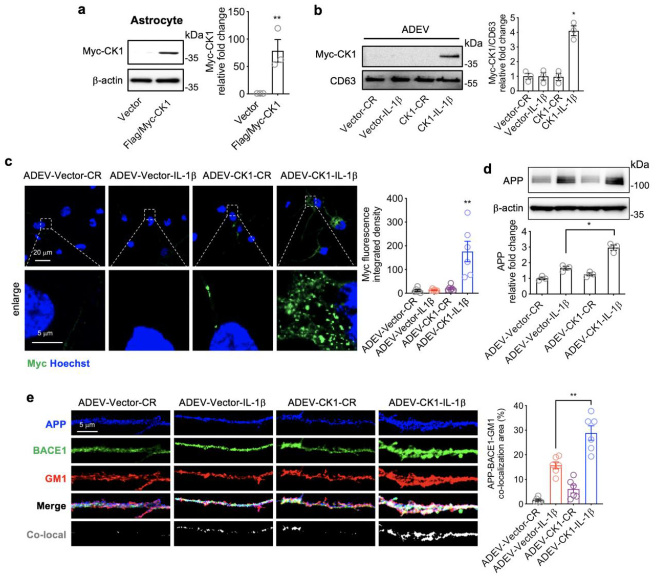 Publication preview for Astrocytes deliver CK1 to neurons via extracellular vesicles in response to inflammation promoting the translation and amyloidogenic processing of APP