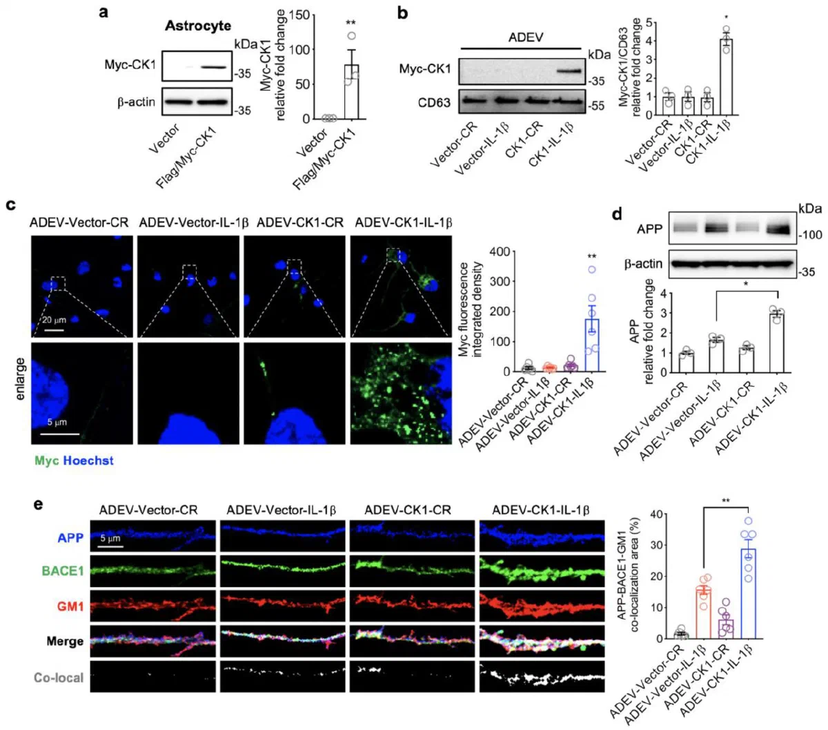 Publication preview for Astrocytes deliver CK1 to neurons via extracellular vesicles in response to inflammation promoting the translation and amyloidogenic processing of APP