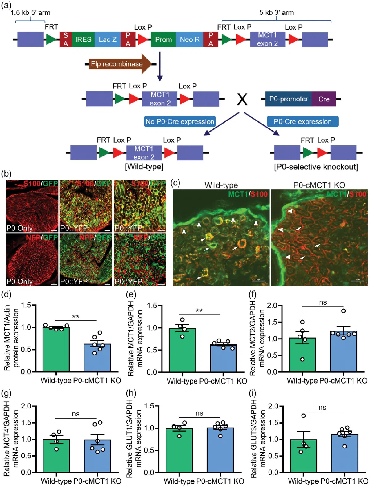 Conditional knockout strategy for Schwann cell MCT1 with nerve micrographs and expression bar charts.