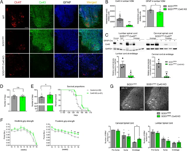 Spinal cord immunostaining for ChAT, Cx43 and GFAP with survival and grip strength curves in SOD1 mice.