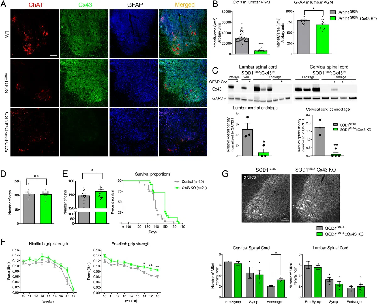 Spinal cord immunostaining for ChAT, Cx43 and GFAP with survival and grip strength curves in SOD1 mice.