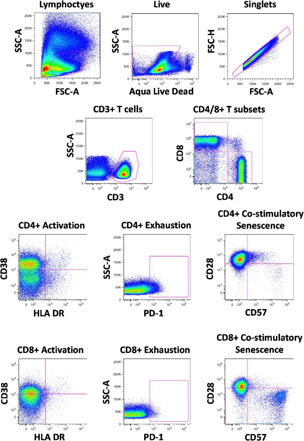 Flow cytometry gating for CD4 and CD8 T-cell activation, exhaustion and senescence markers.
