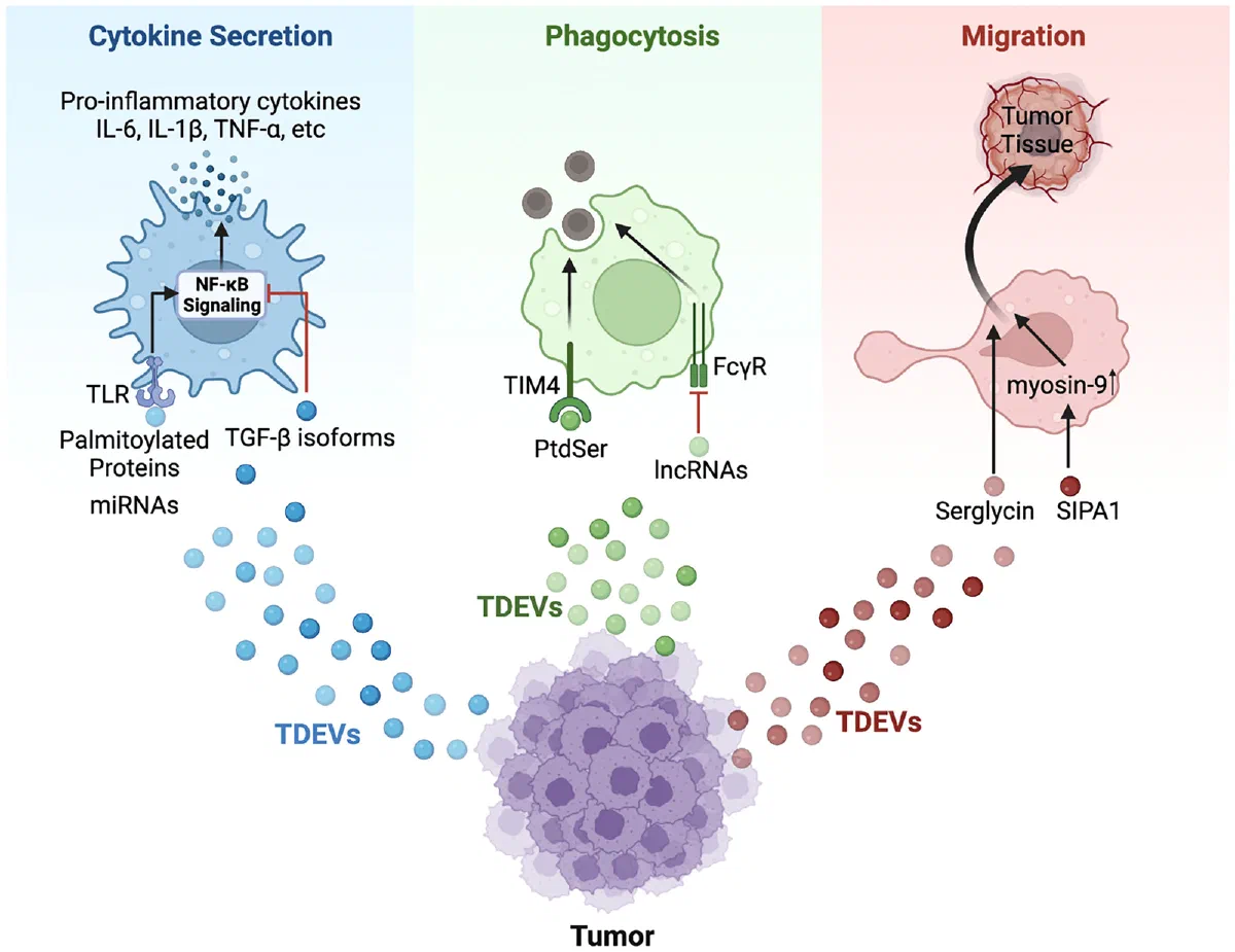 Schematic of tumour-derived extracellular vesicles influencing cytokine secretion, phagocytosis and migration.