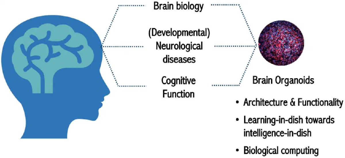 Schematic linking brain biology and cognitive function to brain organoids for learning and biological computing.