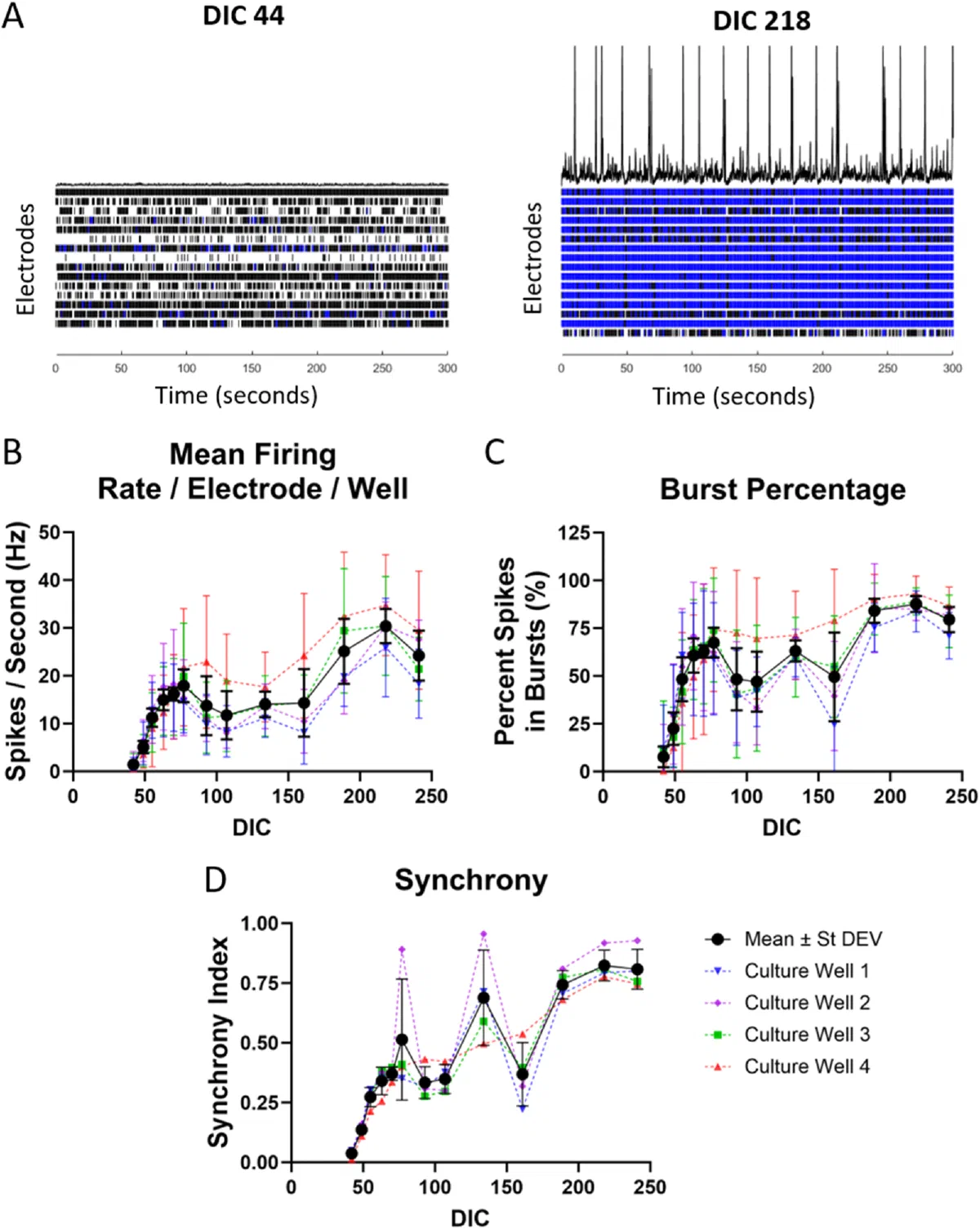 Raster plots of multi-electrode array activity with firing rate, burst percentage and synchrony over days in culture.