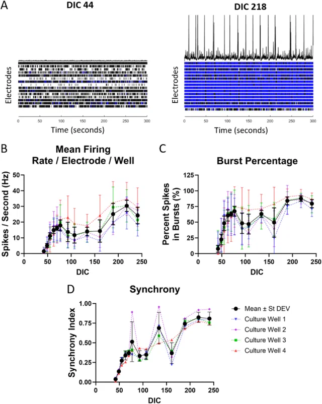 Raster plots of multi-electrode array activity with firing rate, burst percentage and synchrony over days in culture.