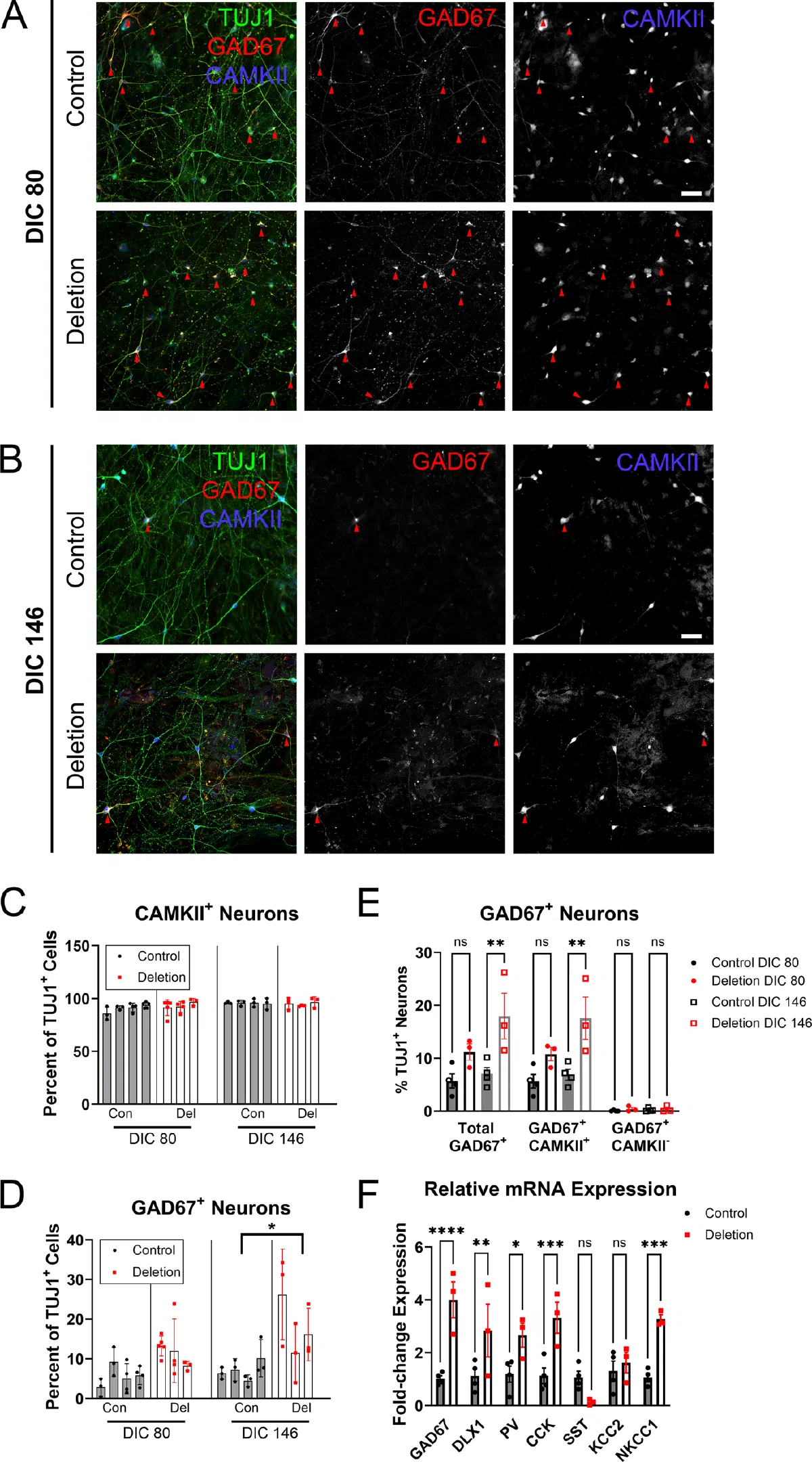 Immunostaining of control and 15q11.2 deletion neurons with quantification of neuronal subtype markers.