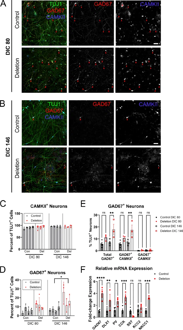 Immunostaining of control and 15q11.2 deletion neurons with quantification of neuronal subtype markers.